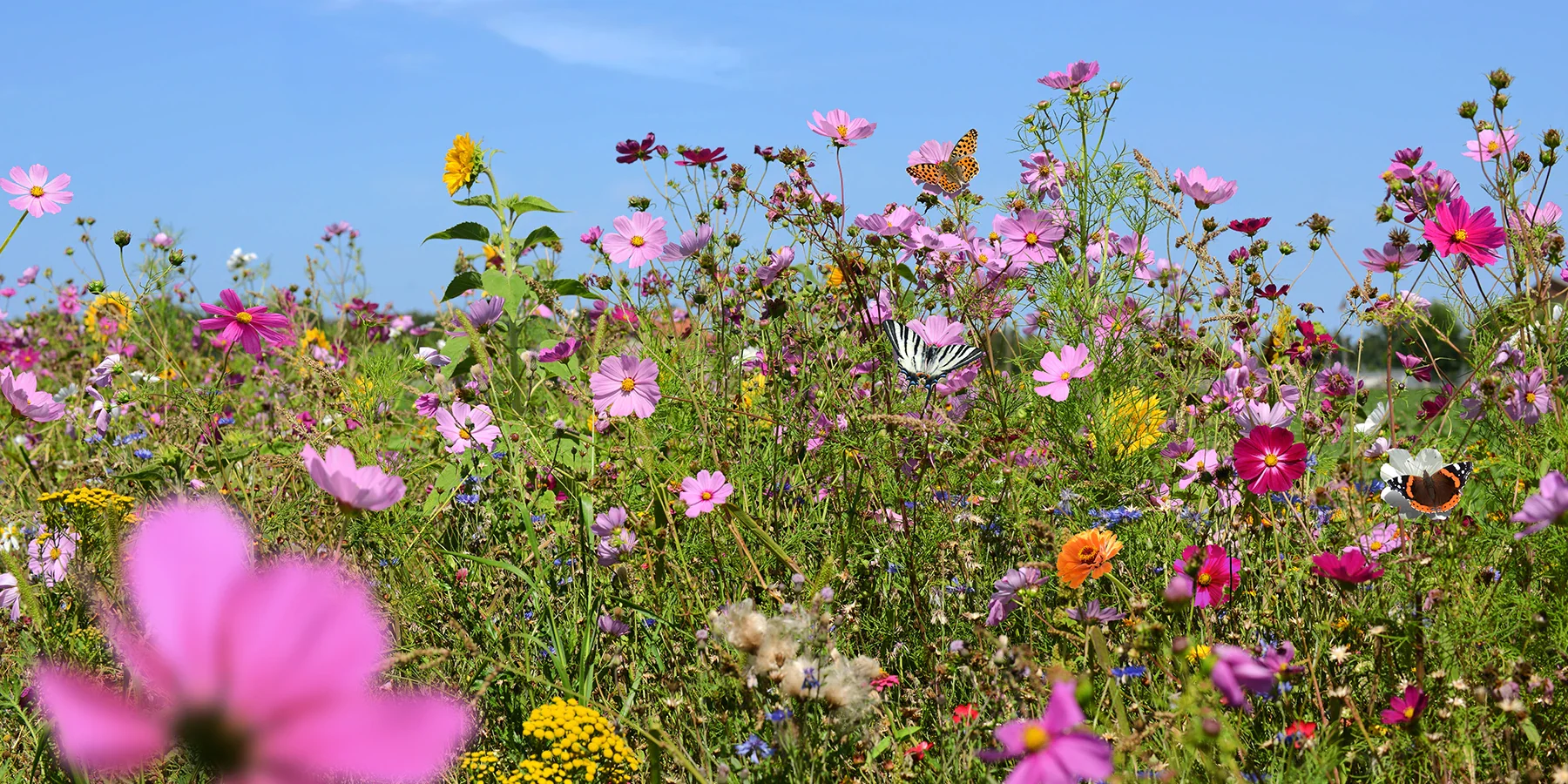 Sublimez votre jardin avec passion