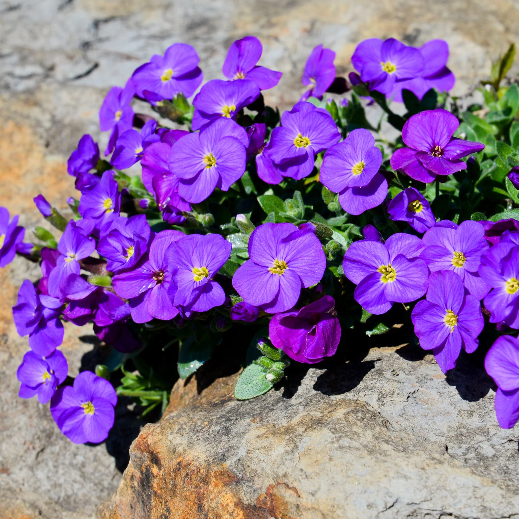 Miniature 2