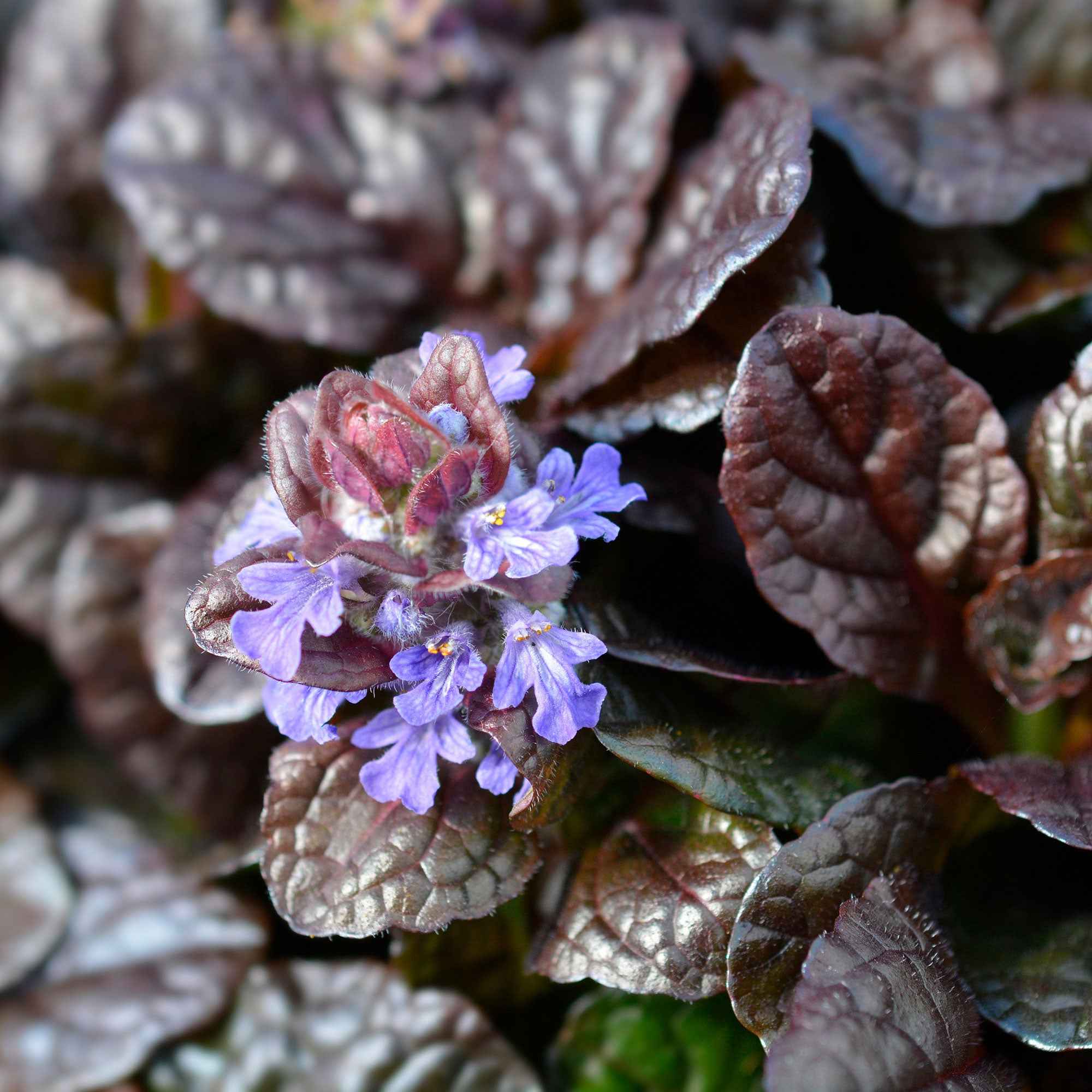 Miniature 2