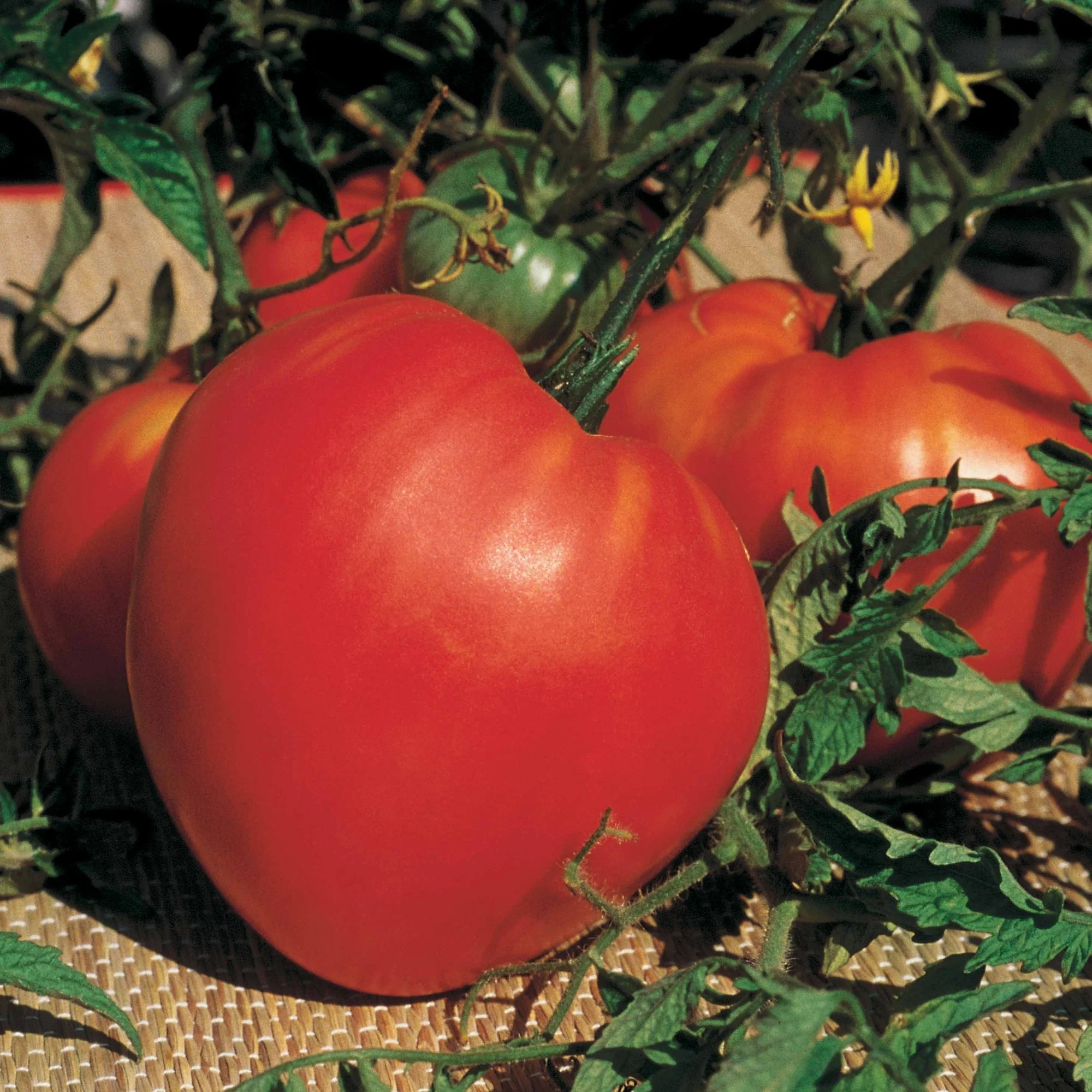 Image du produit 2