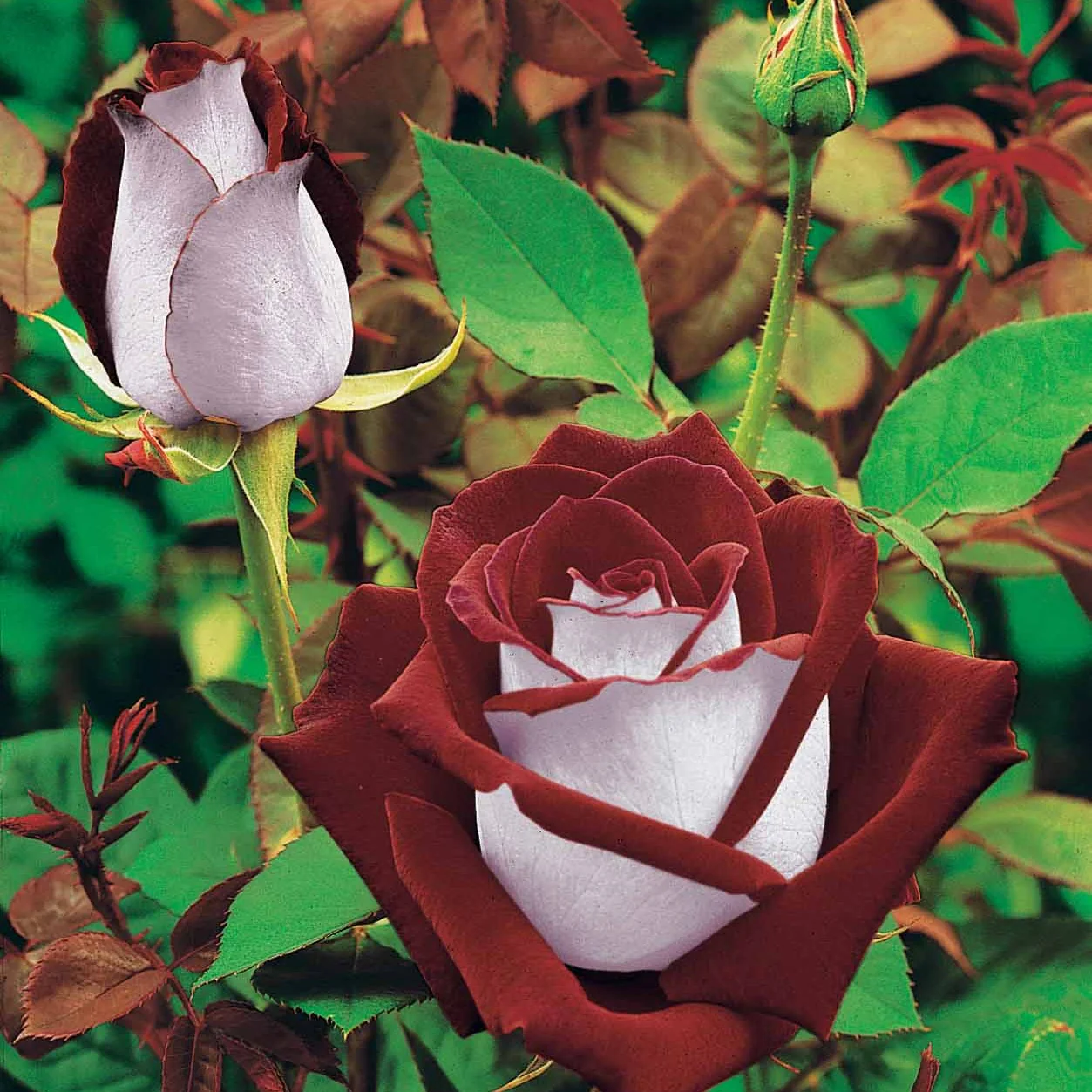 Image du produit 2