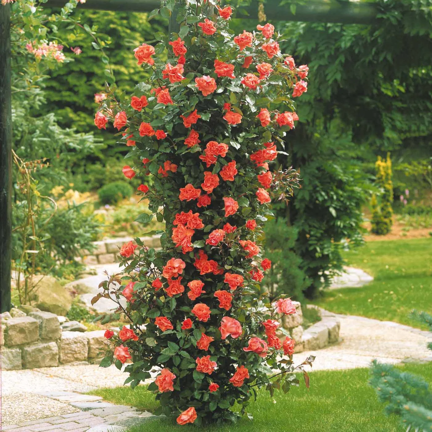 Image du produit 5