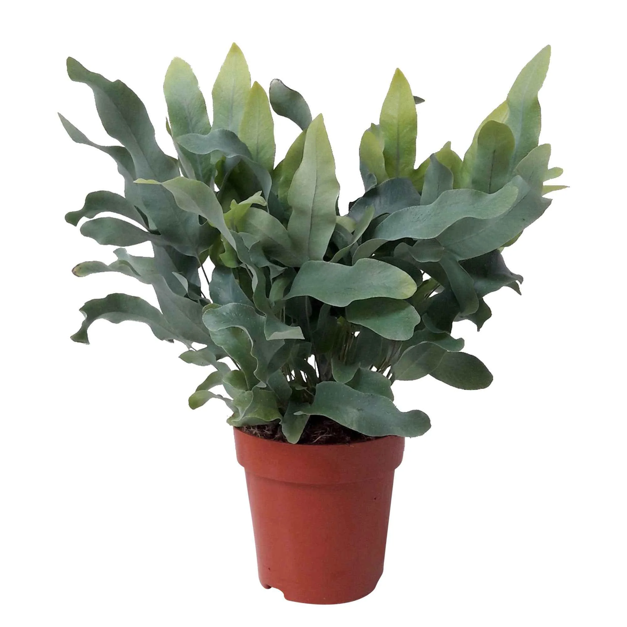 Image du produit 8