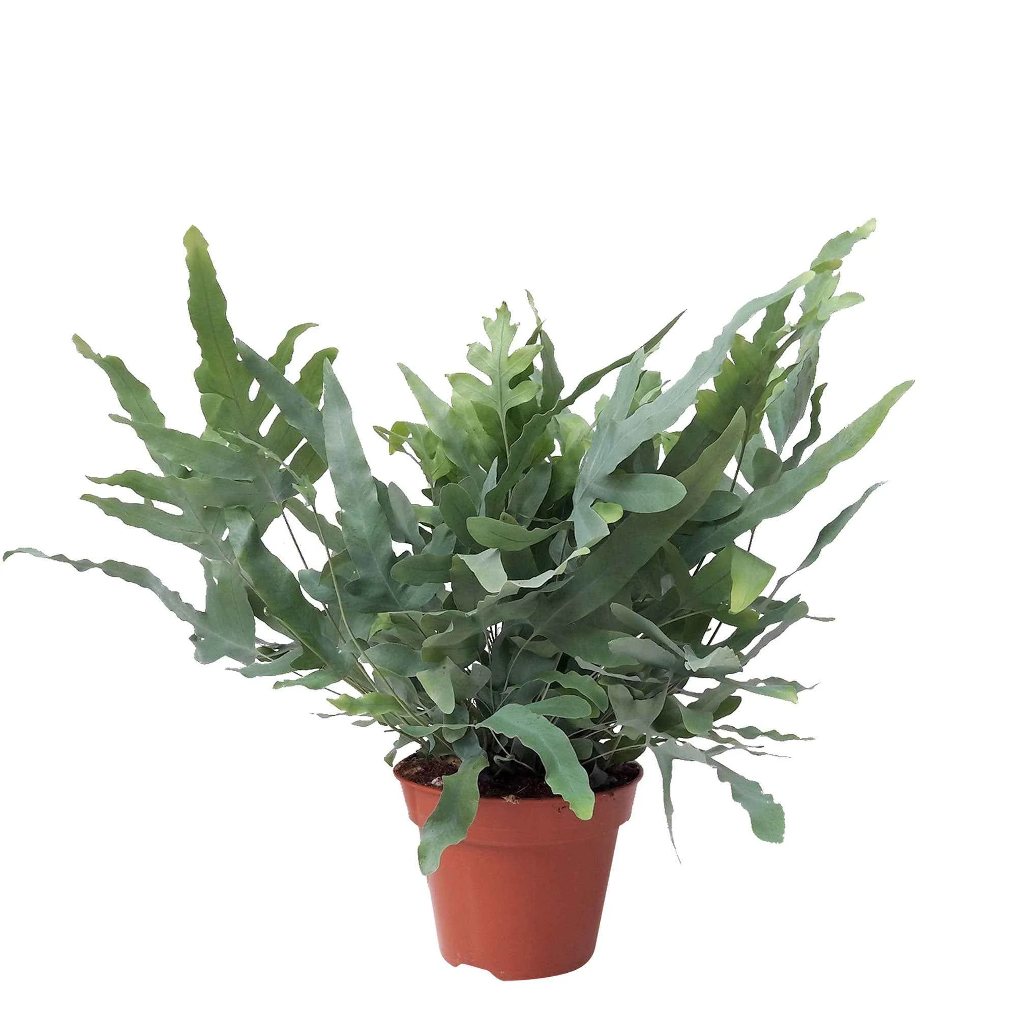 Image du produit 9