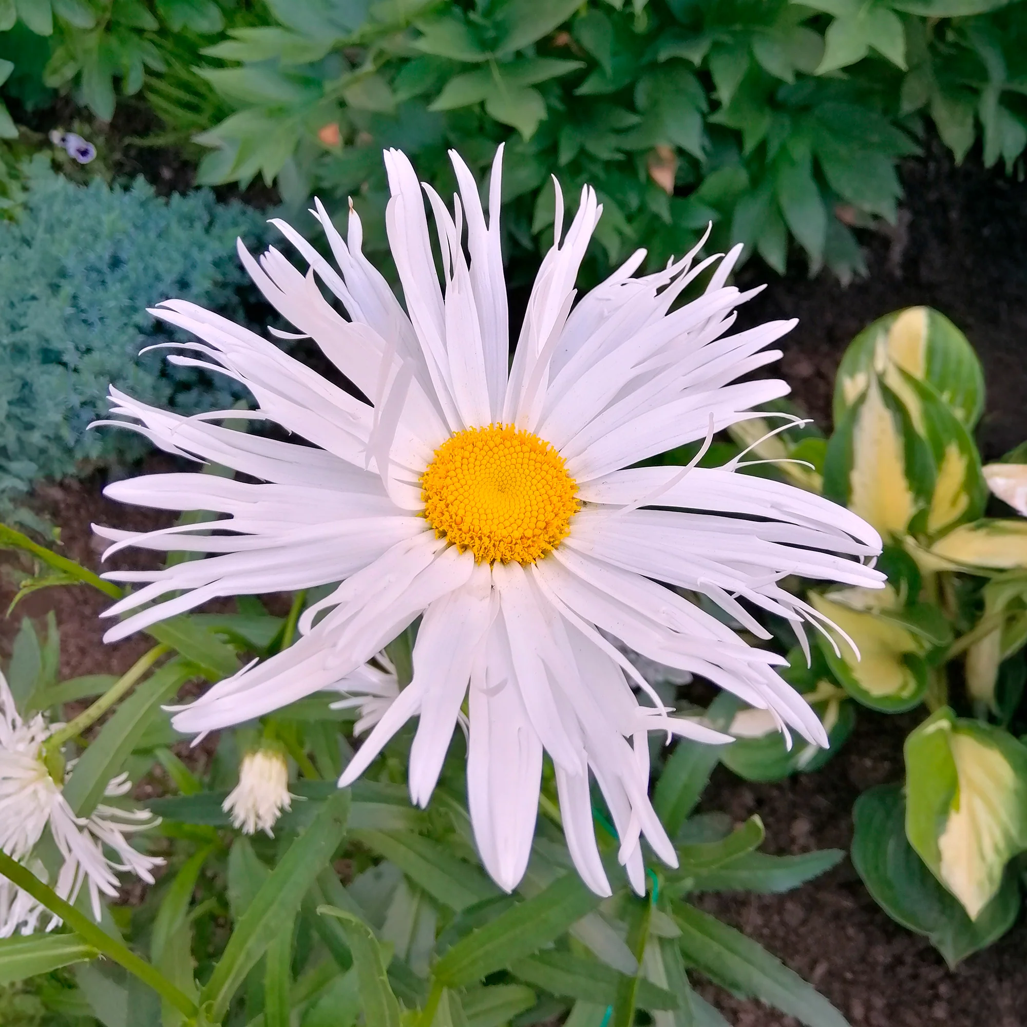 Miniature 1
