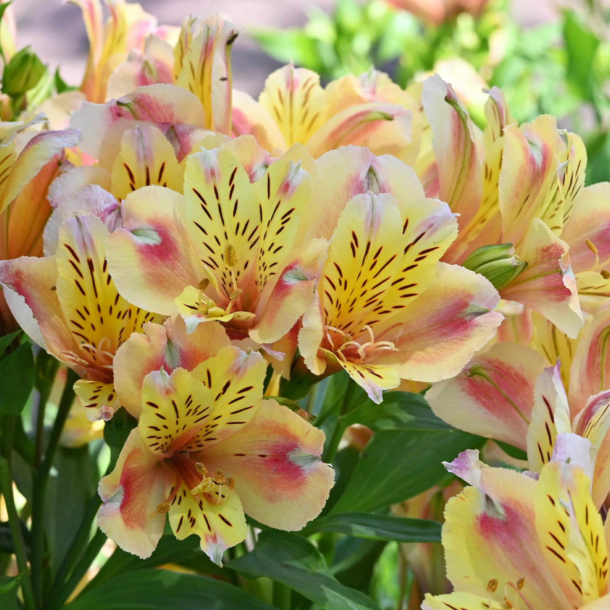 Miniature 1