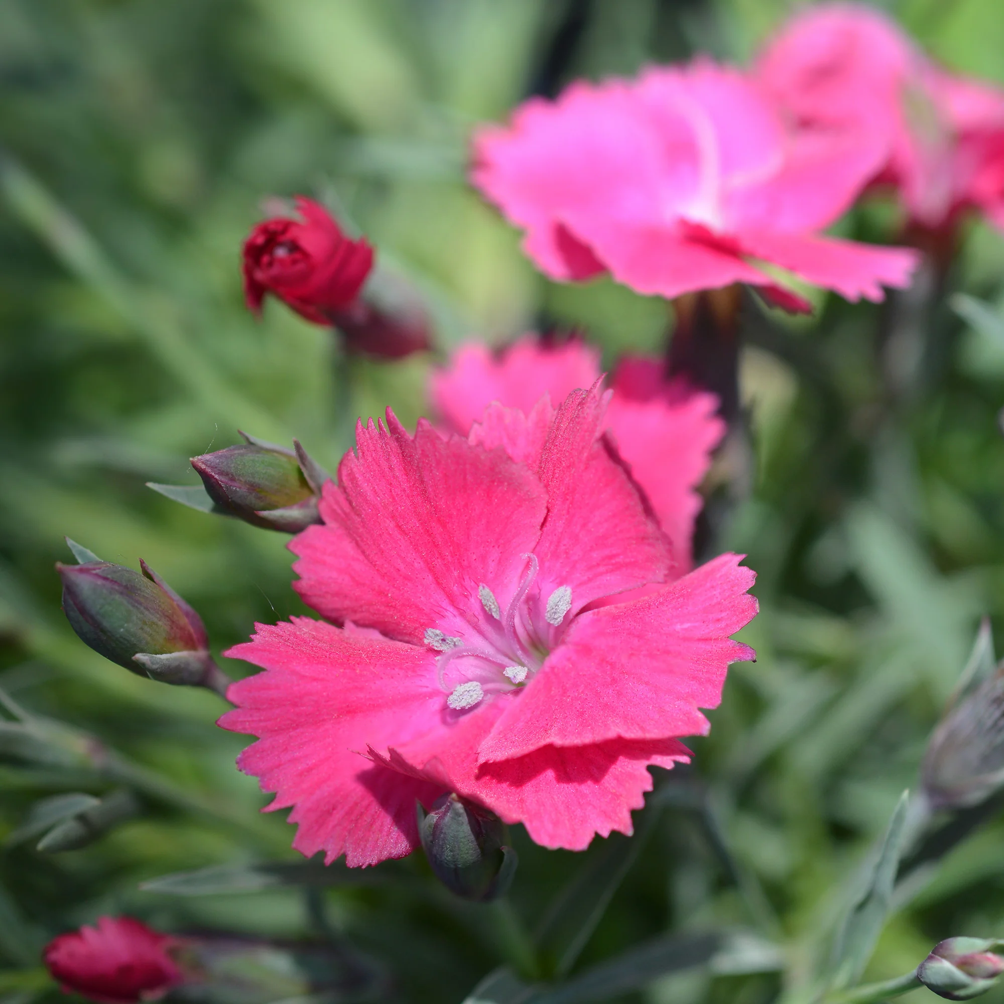 Miniature 1