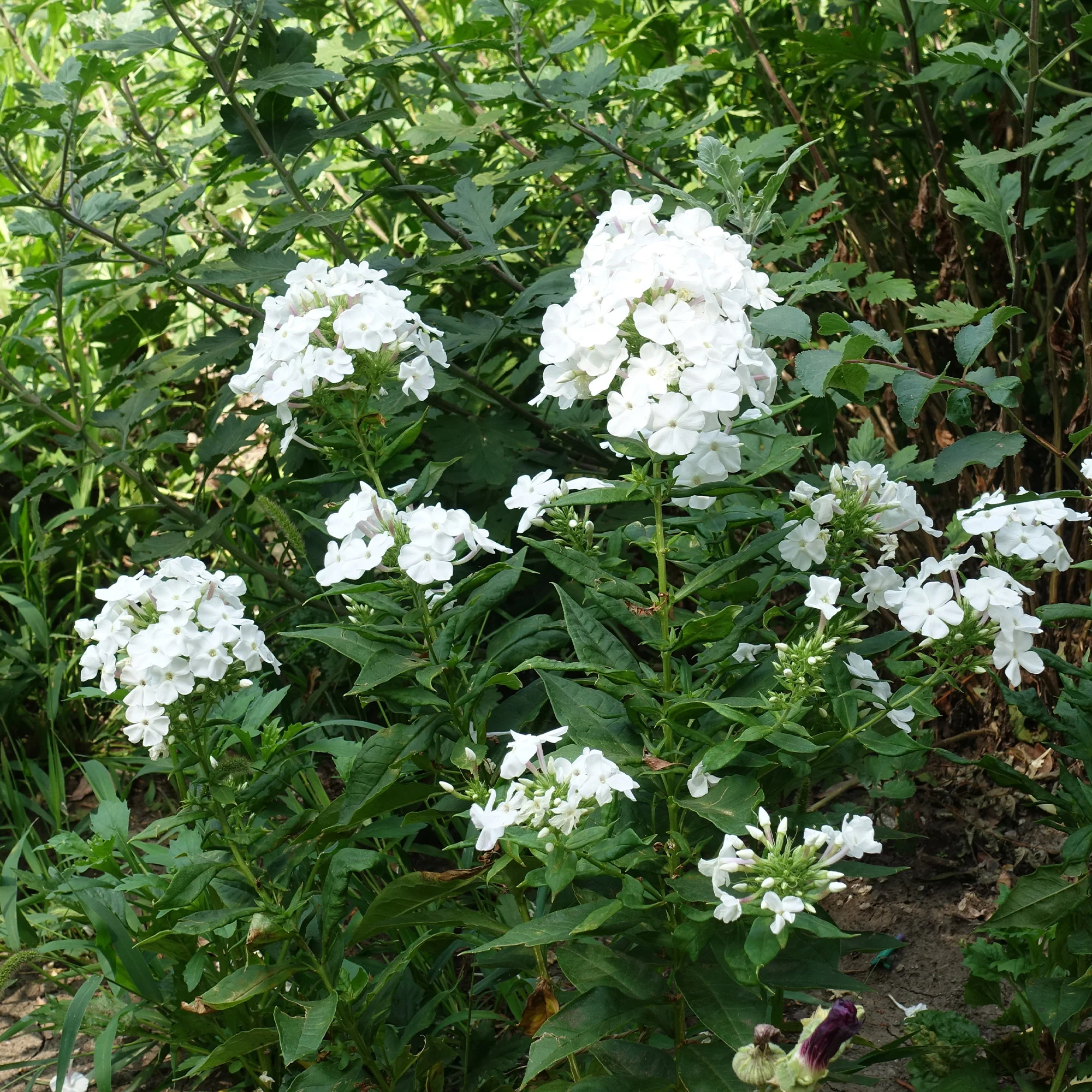 Image du produit 4
