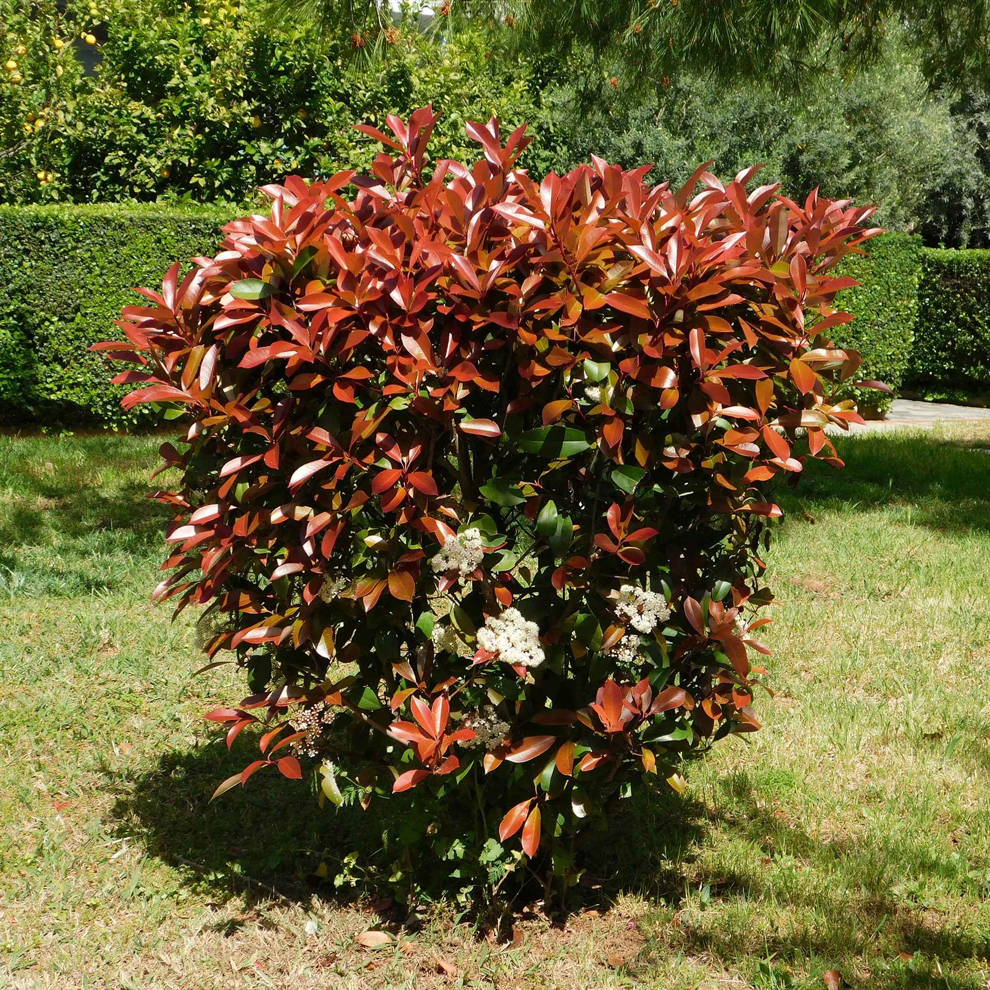 Image du produit 5