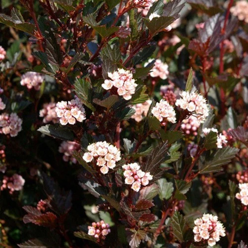 Miniature 1