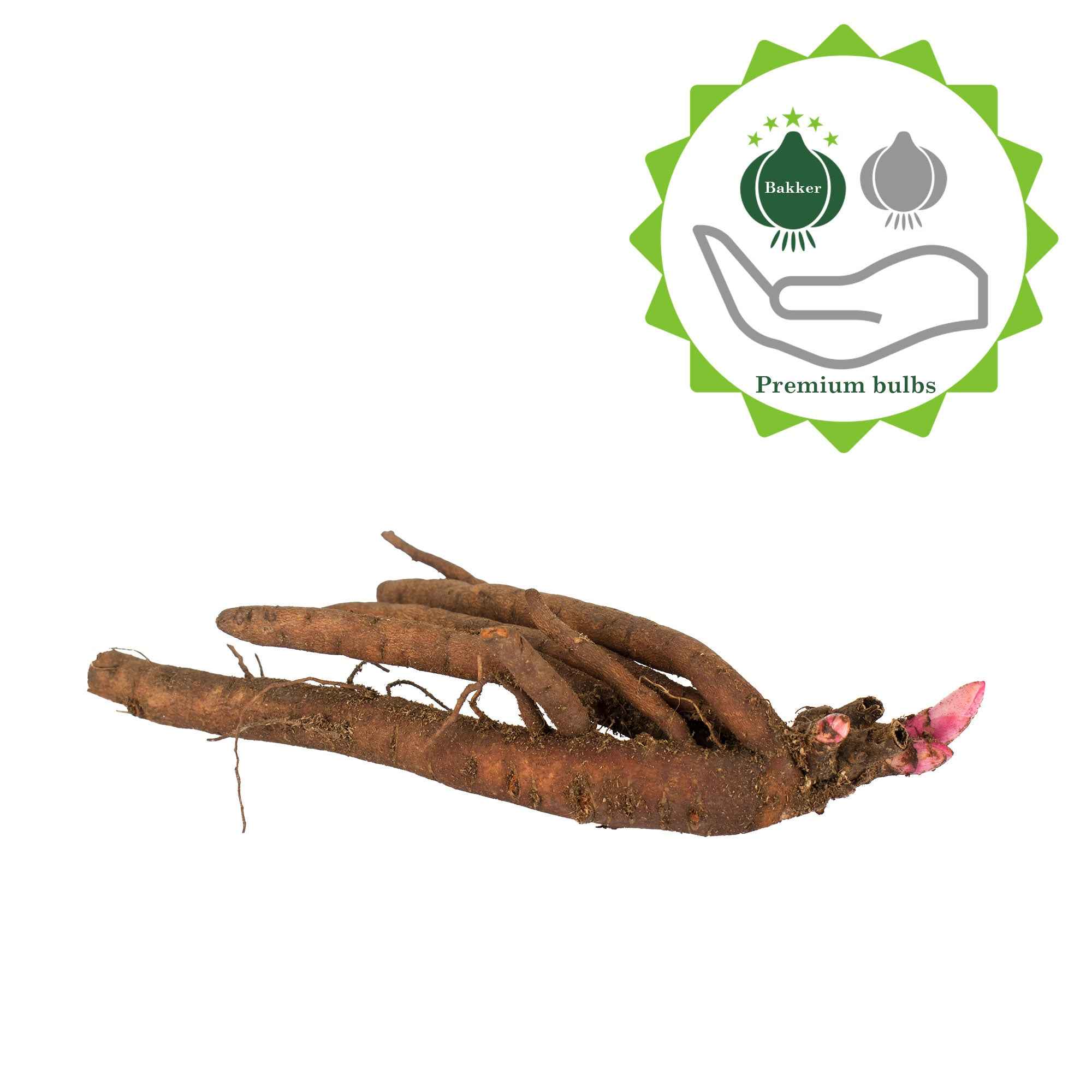 Image du produit 8